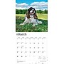 2026 BrownTrout English Springer Spaniels 12" x 12" Monthly Wall Calendar (9798330703227)~#|#~44A8DBF9-E586-4487-8C7582D73A777F21_sc7