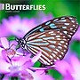 2026 BrownTrout Butterflies 12" x 12" Monthly Wall Calendar (9798330702695)~#|#~45699FC6-7FAC-4015-ADE26BEDEBA8D6B1_sc7