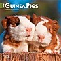 2026 BrownTrout Guinea Pigs 7" x 7" Monthly Wall Calendar (9798330703562)~#|#~473FFBC5-6196-4328-BCB19001686D87A5_sc7