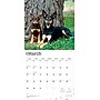 2026 BrownTrout Australian Kelpies 12" x 12" Monthly Wall Calendar (9798330702206)~#|#~48E770C7-D001-4854-9088472DF4CBF5D5_sc7