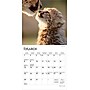 2026 BrownTrout Baby Animals 7" x 7" Monthly Wall Calendar (9798330702237)~#|#~4B205950-B50A-4B1A-970AB017E271C734_sc7