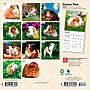 2026 BrownTrout Guinea Pigs 7" x 7" Monthly Wall Calendar (9798330703562)~#|#~4B277374-C435-4FBF-A9CD2FCC348C832E_sc7