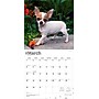 2026 BrownTrout Chihuahua Puppies 12" x 12" Monthly Wall Calendar (9798330702923)~#|#~4D88A1B9-8373-49E7-B701ACACE03E1B14_sc7