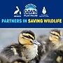 Dawn Platinum Dish Soap Refill, Fresh Rain, 51.5 oz., 2/Pack (44968/04504)~#|#~4DBCB310-B188-4F23-9A2E5418F860708A_sc7