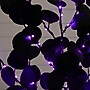 Nearly Natural Pre-Lit Artificial Halloween Black Eucalyptus Tree, 3' (T5220)~#|#~4E22DA8E-EB06-4951-A55DC1B939BB5C6F_sc7
