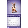 2026 BrownTrout Yoga Puppies 7" x 7" Monthly Wall Calendar (9798330701988)~#|#~4E9045D7-BD39-4A11-A3C1A9201242B89E_sc7