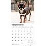 2026 BrownTrout Chihuahua Puppies 12" x 12" Monthly Wall Calendar (9798330702923)~#|#~4F285C58-4389-47FC-9F82C23A3DE0017B_sc7