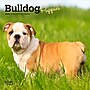 2026 BrownTrout Bulldog Puppies 7" x 7" Monthly Wall Calendar (9798330702657)~#|#~546704B5-38AC-40A8-846BB1714C961D5D_sc7