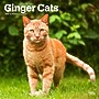 2025 BrownTrout Ginger Cats 12" x 12" Monthly Wall Calendar (9781975477035)~#|#~54E4584C-D6CB-4E01-BB149F1689C46B1E_sc7