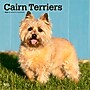 2026 BrownTrout Cairn Terriers 12" x 12" Monthly Wall Calendar (9798330702701)~#|#~5792B0D3-4167-407C-9B74AE93D5D6C047_sc7