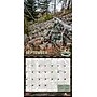 2026 BrownTrout Mossy Oak American Camo 12" x 12" Monthly Wall Calendar (9798330707751)~#|#~580455AE-D352-44A0-AD07DC419B4232A0_sc7