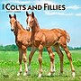 2026 BrownTrout Colts and Fillies 12" x 12" Monthly Wall Calendar (9798330703012)~#|#~58782E6D-1748-4CAE-AF26CCC64FD18C4B_sc7
