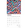 2026 BrownTrout Microscopic World of Innerspace 12" x 12" Monthly Wall Calendar (9798330703883)~#|#~592D5E35-7252-4983-83E9CA1C5BE55C8C_sc7