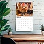 2026 BrownTrout For the Love of Yorkshire Terriers 14" x 12" Monthly Wall Calendar (9798330707188)~#|#~597DA46A-8486-4167-B3A8771D44516B79_sc7