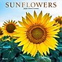 2026 Plato Sunflowers 12" x 12" Monthly Wall Calendar (9798330706655)~#|#~5B59EC71-5053-43E0-B8B016616124B3F6_sc7