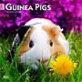 2026 BrownTrout Guinea Pigs 12" x 12" Monthly Wall Calendar (9798330703579)~#|#~5B97DC57-54C3-4174-A24553106FAA1D71_sc7