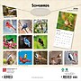 2026 BrownTrout Songbirds 12" x 12" Monthly Wall Calendar (9798330705634)~#|#~5C15267F-2D05-48C7-A961FA0C4ED924FC_sc7