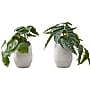 Monarch Specialties Inc. Alocasias in Pots, 2/Pack (I 9582)~#|#~5C66C50A-C779-446B-87333D80752ADB79_sc7