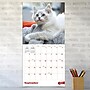 2027 TF Publishing Kittens 12" x 12" Monthly Wall Calendar (27-1013)~#|#~5C9B39EE-8F7D-4BE4-A4A8BD6945DB38DA_sc7