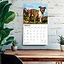 2027 BrownTrout For the Love of American Pit Bull Terriers 14" x 12" Monthly Wall Calendar, Assorted Colors (9798330714759)~#|#~5D037ABB-174C-4ED5-A4793C92AC233EBE_sc7