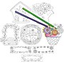 Barker Creek Color Me! Garden & City Double Sided Accent 2-Pack (2 designs), 72 Pieces/Set (BC3720)~#|#~5D187C46-2A83-4ACF-BD605DA4F7F27B5F_sc7