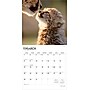 2026 BrownTrout Baby Animals 12" x 12" Monthly Wall Calendar (9798330702244)~#|#~5DA5480E-5B5F-4111-98CD35272B3B6C21_sc7