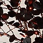 Nearly Natural Pre-Lit Artificial Halloween Black Eucalyptus Tree, 8' (T5225)~#|#~5FC8D269-8384-4DAD-99F98BC958339F00_sc7