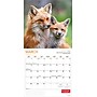 2026 Wyman Canadian Geographic Foxes 12" x 12" Monthly Wall Calendar (9781525699832)~#|#~643CDBC5-9D6D-420E-A07FCED09BF565AD_sc7