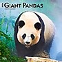 2026 BrownTrout Giant Pandas 12" x 12" Monthly Wall Calendar (9798330703418)~#|#~6525DD4D-12BF-4E78-8B5B40A89F3D7334_sc7