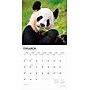 2026 BrownTrout Giant Pandas 12" x 12" Monthly Wall Calendar (9798330703418)~#|#~65FECBF4-19FC-4933-86F89768D2C39517_sc7