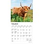 2026 BrownTrout Highland Cows 7" x 7" Monthly Wall Calendar (9798330703623)~#|#~6744D760-0E61-4409-BA0E84206BE5B653_sc7