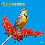 2026 BrownTrout Songbirds 12" x 12" Monthly Wall Calendar (9798330705634)~#|#~6847AE59-5813-4728-8D583C14C3AA57AC_sc7