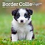 2026 BrownTrout Border Collie Puppies 7" x 7" Monthly Wall Calendar (9798330702534)~#|#~68544C0B-19AF-432E-B1E94BC5B13D1A72_sc7