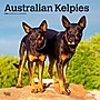 2026 BrownTrout Australian Kelpies 12" x 12" Monthly Wall Calendar (9798330702206)~#|#~6B6F17B5-E45C-49F5-819A747DDB25BFA2_sc7