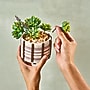 Lifelines FlowCrafts: Cord-Wrapped Planters (167005)~#|#~6BF1B5AD-93D5-4CAB-A90F5EBB489108FE_sc7