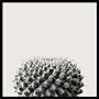 Amanti Art Haze Cactus Succulent by The Creative Bunch Studio Wood Framed Wall Art Print, 33" x 33" (A42675345780)~#|#~6C0C6F3E-5405-4FA0-8D828D50589EB5CD_sc7