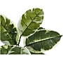 Monarch Specialties Inc. Rubber Tree in Pot (I 9513)~#|#~6C6B16E1-052C-4E33-A7EBBEDCCF00F789_sc7
