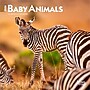 2026 BrownTrout Baby Animals 7" x 7" Monthly Wall Calendar (9798330702237)~#|#~6E288727-71D5-43D1-8BBABB4AF5520AEA_sc7