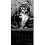 2026 BrownTrout The BrownTrout Portrait Series: The Regal Cat 12" x 12" Monthly Wall Calendar (9798330707874)~#|#~6EEF214C-72EB-4FD8-903EA740D74E22C6_sc7