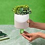 Lifelines Rosemary & Lemon Evaporative Aromatherapy Essential Oil Succulent Diffuser (11-1609)~#|#~71E062B5-048F-4331-B93EF2948A210985_sc7