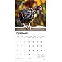 2026 BrownTrout Chickens 12" x 12" Monthly Wall Calendar (9798330702909)~#|#~72EF8C24-B10E-447E-813796D291A59FD6_sc7