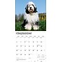 2026 BrownTrout Old English Sheepdogs 12" x 12" Monthly Wall Calendar (9798330704989)~#|#~740132B4-A50E-49C8-911EA7B51A0845DC_sc7