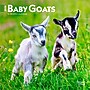 2026 BrownTrout Baby Goats 7" x 7" Monthly Wall Calendar (9798330702251)~#|#~745063A7-98FD-4759-AE6399DBCD915A54_sc7