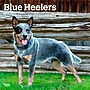 2026 BrownTrout Blue Heelers 12" x 12" Monthly Wall Calendar (9798330702527)~#|#~749D79F0-B9AA-4274-9271CC313FA7129C_sc7