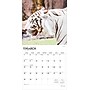 2026 BrownTrout White Tigers 12" x 12" Monthly Wall Calendar (9798330706341)~#|#~74A8441E-49E2-4837-BB121497BA861E95_sc7