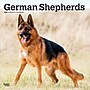2026 BrownTrout German Shepherds 12" x 12" Monthly Wall Calendar (9798330703388)~#|#~752D8D6A-1880-433B-9740678130B27937_sc7
