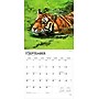 2026 BrownTrout Tigers 12" x 12" Monthly Wall Calendar (9798330705900)~#|#~778BC671-EEB6-4D49-B0DFB0A0A7D59CC7_sc7