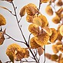 Nearly Natural 9' Autumn Eucalyptus Artificial Fall Tree (T4814)~#|#~778D6336-AF5D-42BC-BA64848DD5C3A6D2_sc7
