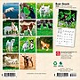 2026 BrownTrout Baby Goats 7" x 7" Monthly Wall Calendar (9798330702251)~#|#~7A02A2CD-CF4E-413F-82B670D4FE6ED478_sc7