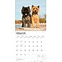 2026 BrownTrout Cairn Terriers 12" x 12" Monthly Wall Calendar (9798330702701)~#|#~7ABCFC8B-D227-436C-B3B22B2D62623766_sc7